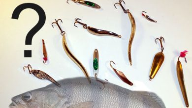 Photo of Самые эффективные блесны для окуня