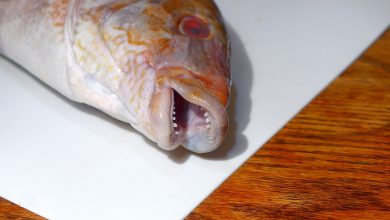 Photo of Как найти рыбу быстро