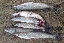 Photo of Техника ловли на воблер