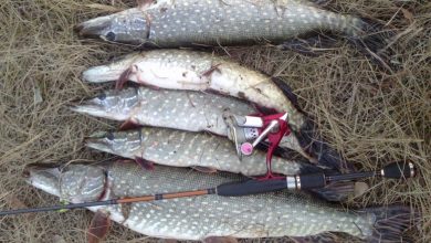 Photo of Техника ловли на воблер