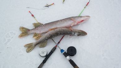 Photo of Снасти для зимней рыбалки