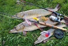 Photo of Секреты ловли щуки на спиннинг