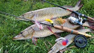 Photo of Секреты ловли щуки на спиннинг