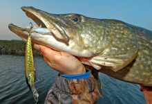 Photo of Топовые приманки для ловли щуки