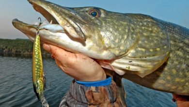 Photo of Топовые приманки для ловли щуки